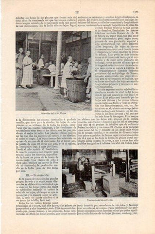 LAMINA V13265: Seleccion del te en China