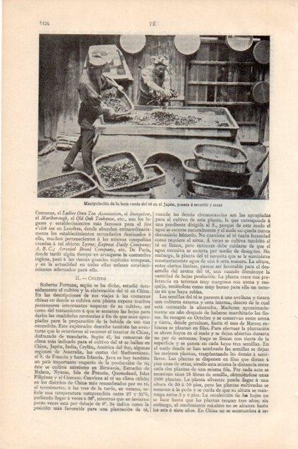 LAMINA V13264: Manipulacion de la hoja del te en Japon