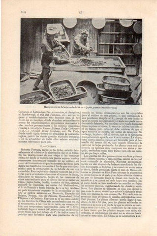LAMINA V13264: Manipulacion de la hoja del te en Japon