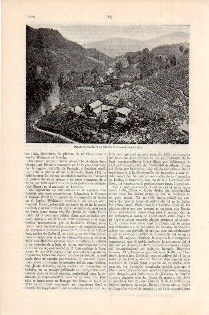 LAMINA V13263: Plantaciones de te en Ceylan