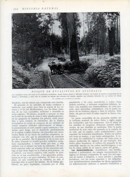LAMINA V13751: Bosque de eucaliptos en Australia