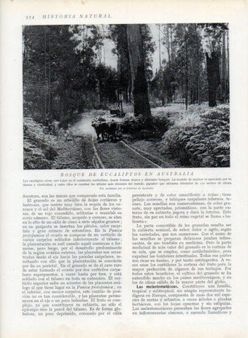 LAMINA V13751: Bosque de eucaliptos en Australia
