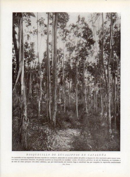 LAMINA V13750: Bosquecillo de eucaliptos en Catalunya
