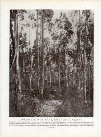 LAMINA V13750: Bosquecillo de eucaliptos en Catalunya