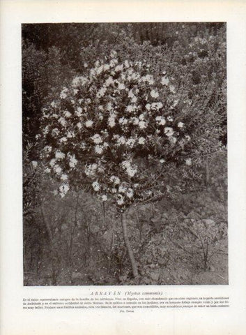 LAMINA V13749: Arrayan