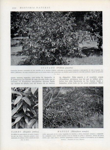 LAMINA V13748: Guayabo, Yambo y Mangle