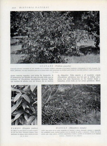 LAMINA V13748: Guayabo, Yambo y Mangle
