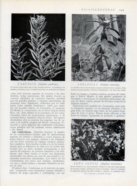 LAMINA V13747: Torvisco y Adelfilla