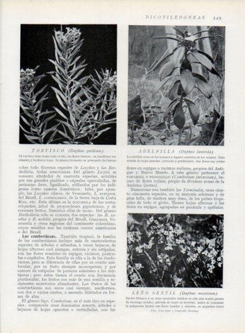 LAMINA V13747: Torvisco y Adelfilla