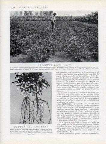 LAMINA V13746: Cacahuet y Frutos del cacahuet