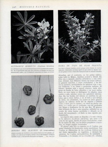 LAMINA V13745: Altramuz hirsuto y Hierba del alacran