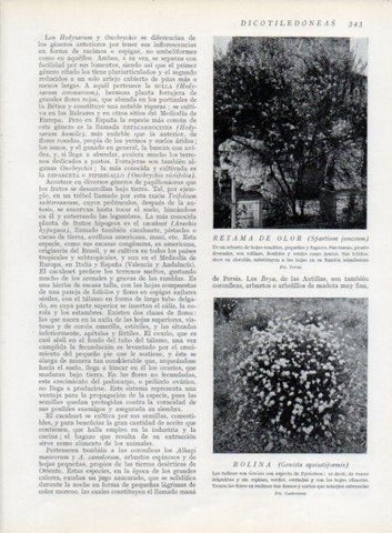 LAMINA V13744: Retama de olor y Bolina