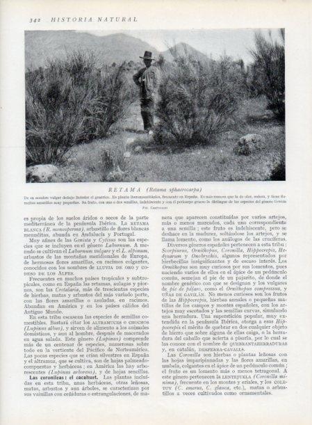 LAMINA V13743: Retama