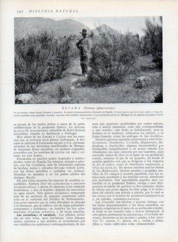 LAMINA V13743: Retama