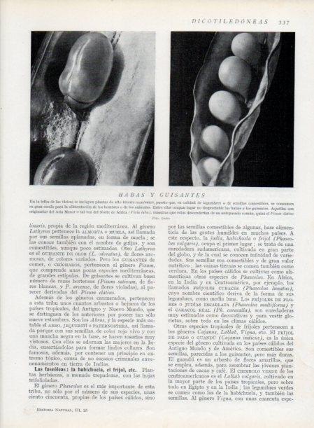 LAMINA V13741: Habas y guisantes