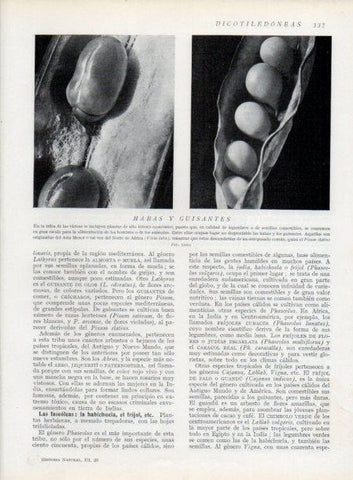 LAMINA V13741: Habas y guisantes