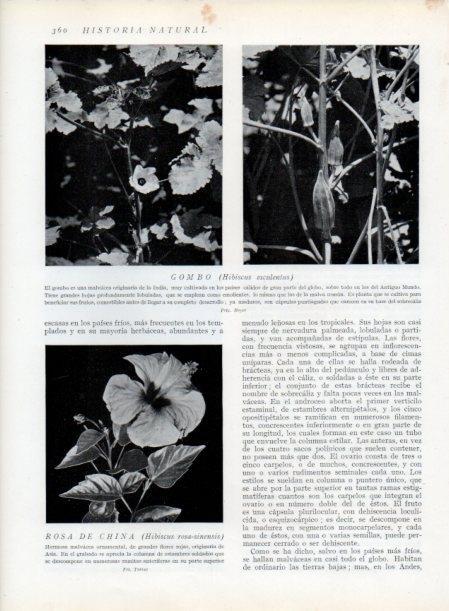 LAMINA V13754: Gombo y Rosa de China