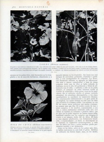 LAMINA V13754: Gombo y Rosa de China