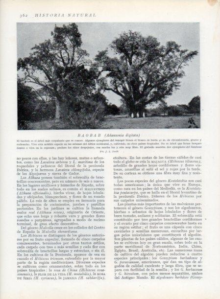 LAMINA V13755: Baobab