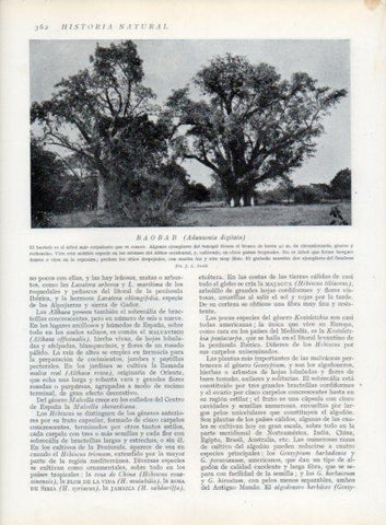 LAMINA V13755: Baobab