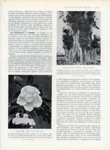 LAMINA V13756: Tronco del Baobab y Flor de Baobab