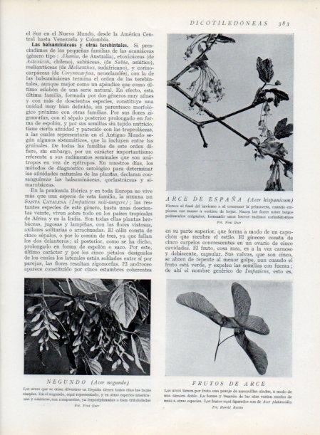 LAMINA V13770: Arce de España y Negundo