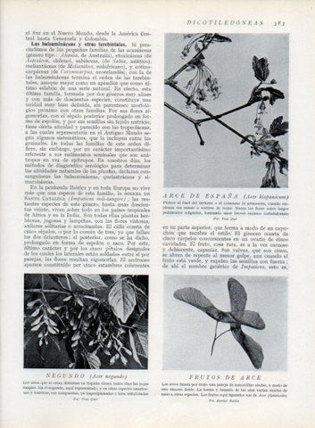 LAMINA V13770: Arce de España y Negundo
