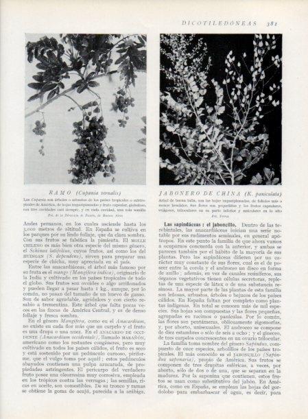 LAMINA V13769: Ramo y Jabonero de China