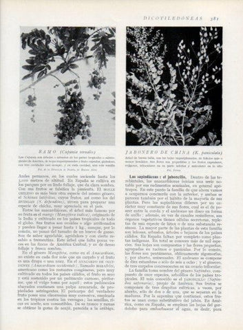 LAMINA V13769: Ramo y Jabonero de China