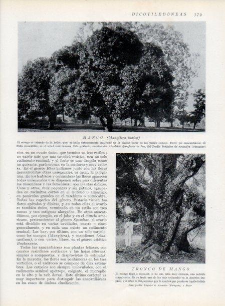 LAMINA V13768: Mango y tronco de mango