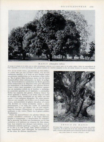 LAMINA V13768: Mango y tronco de mango