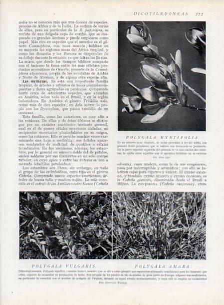 LAMINA V13767: Polygala myrtifolia vulgaris y amara