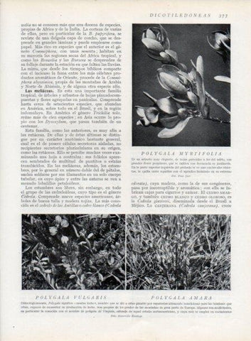 LAMINA V13767: Polygala myrtifolia vulgaris y amara