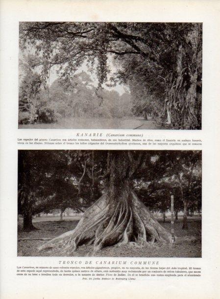 LAMINA V13766: Tronco de canarium commune