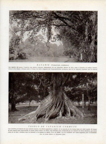 LAMINA V13766: Tronco de canarium commune