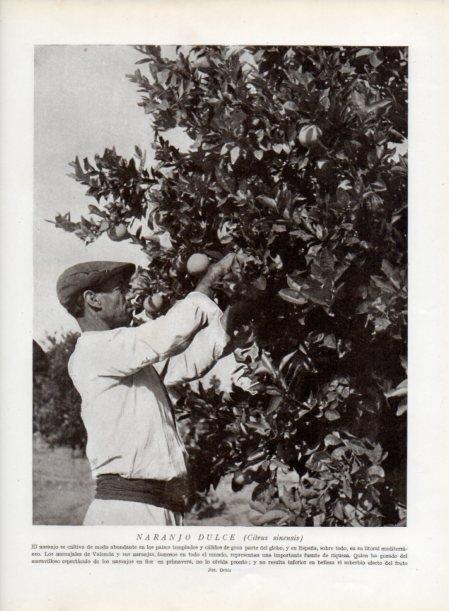 LAMINA V13765: Naranjo dulce