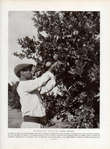 LAMINA V13765: Naranjo dulce