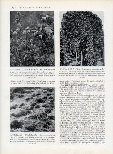 LAMINA V13739: Astragalo narbones y Acacia del Japon 