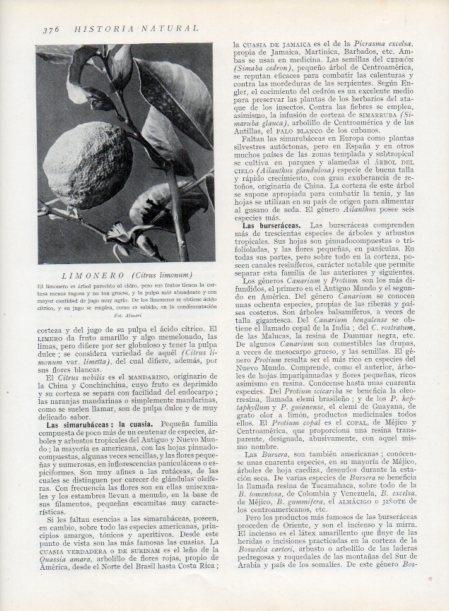 LAMINA V13764: Limonero