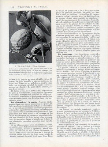 LAMINA V13764: Limonero