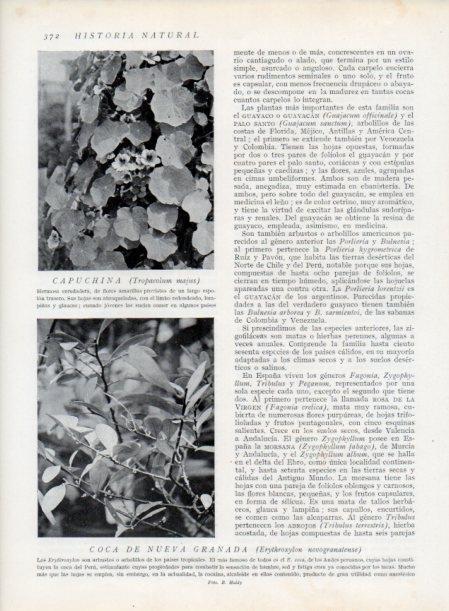 LAMINA V13761: Capuchina y Coca nueva granada