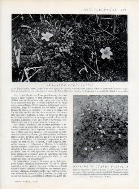 LAMINA V13760: Geranium cucullatum