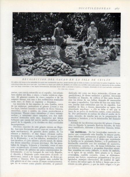 LAMINA V13758: Recoleccion del cacao en la isla de Ceilan