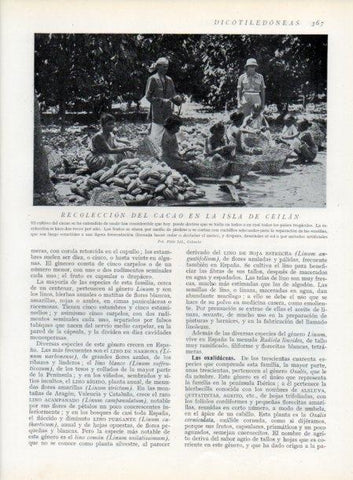 LAMINA V13758: Recoleccion del cacao en la isla de Ceilan