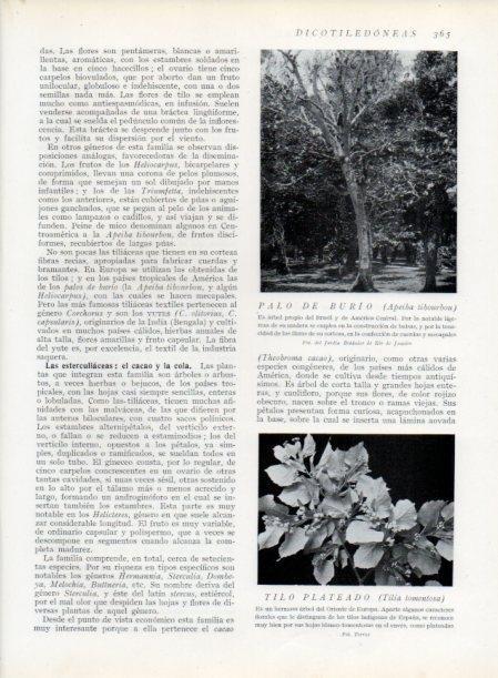 LAMINA V13757: Palo de burio y Tilo plateado