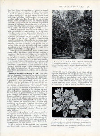 LAMINA V13757: Palo de burio y Tilo plateado