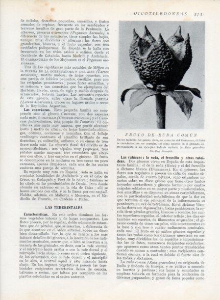 LAMINA V13763: Fruto de ruda comun