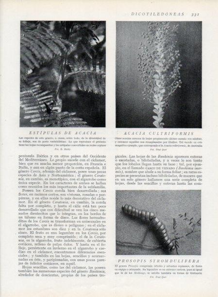 LAMINA V13738: Estipulas de acacia