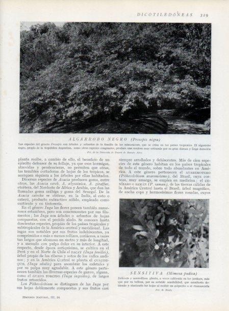 LAMINA V13737: Algarrobo negro y Sensitiva