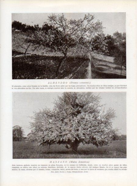 LAMINA V13736: Almendro y Manzano